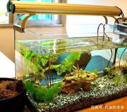 魚缸水很多泡泡是怎么回事視頻