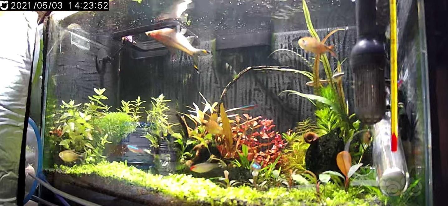 魚缸水很多泡泡是怎么回事視頻