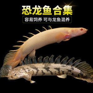 龍魚的虎斑是什么品種的：龍魚中帶有虎斑特征的具體品種