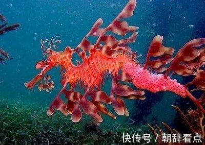 龍魚有刺嗎？：如何去除龍魚刺，龍魚刺少的品種推薦