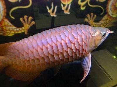 龍魚嚴(yán)重立鱗能恢復(fù)嗎怎么治療的：龍魚嚴(yán)重立鱗能恢復(fù)嗎 龍魚嚴(yán)重立鱗能恢復(fù)嗎怎么治療的：龍魚嚴(yán)重立鱗能恢復(fù)嗎 龍魚百科 第2張