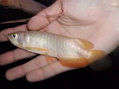 歐伯龍魚缸是品牌嗎怎么樣：歐伯龍魚缸價格對比分析歐伯龍魚缸價格對比分析
