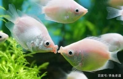 黑魚魚缸養小魚的步驟和注意事項和注意事項和注意事項：黑魚生態養殖模式