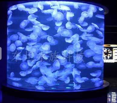 廣州小魚魚缸批發市場在哪里（廣州小魚缸批發市場）