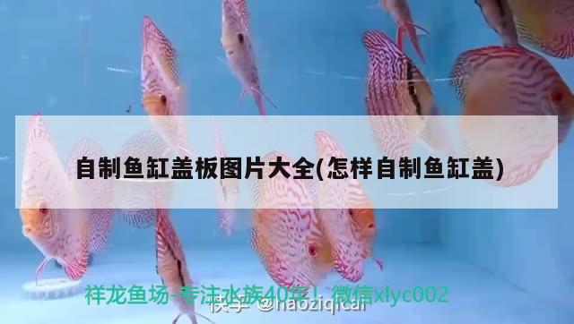 自制魚缸蓋板圖片大全(怎樣自制魚缸蓋)
