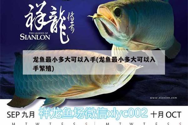 龍魚最小多大可以入手：龍魚最小多大可以入手，新手養龍魚常見問題