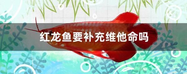 魚缸過濾器安裝示意圖視頻(下過濾魚缸安裝視頻教程 示意圖)