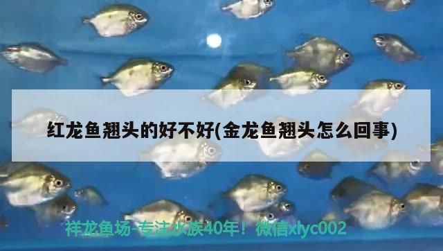 龍魚翹頭游怎么辦：如何判斷龍魚翹頭游的原因