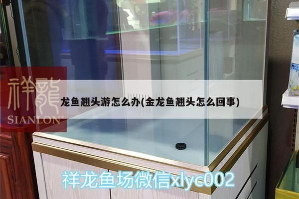龍魚翹頭游怎么辦：如何判斷龍魚翹頭游的原因