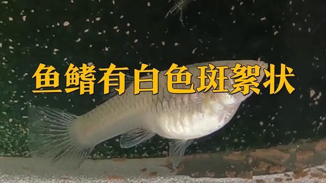龍魚魚鰭有白膜怎么回事