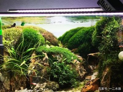 魚缸排名前十名圖片:魚缸排名前十名 魚缸百科 第1張 魚缸排名前十名圖片:魚缸排名前十名 魚缸排名前十名圖片:魚缸排名前十名 魚缸百科 第1張
