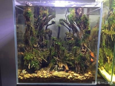 魚缸排名前十名圖片:魚缸排名前十名 魚缸百科 第2張 魚缸排名前十名圖片:魚缸排名前十名 魚缸排名前十名圖片:魚缸排名前十名 魚缸百科 第2張