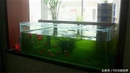 魚缸排名前十名圖片:魚缸排名前十名 魚缸百科 第3張 魚缸排名前十名圖片:魚缸排名前十名 魚缸排名前十名圖片:魚缸排名前十名 魚缸百科 第3張