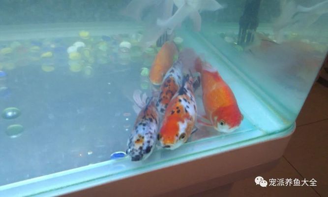 如何調(diào)節(jié)魚缸水溫保持穩(wěn)定：如何調(diào)節(jié)魚缸水溫保持穩(wěn)定是確保魚類健康的關(guān)鍵因素