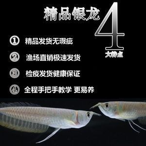 如何才能養(yǎng)好龍魚（養(yǎng)好龍魚需要綜合的養(yǎng)護技巧和細致的管理和細致的管理）