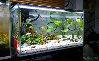 漢霸魚(yú)缸的用戶評(píng)價(jià)：漢霸魚(yú)缸用戶評(píng)價(jià) 漢霸魚(yú)缸的用戶評(píng)價(jià)：漢霸魚(yú)缸用戶評(píng)價(jià) 魚(yú)缸百科 第1張