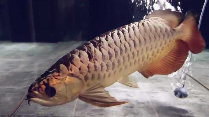 高背金龍魚多少錢一條？，高背金龍魚價格一般在1500-2000元左右