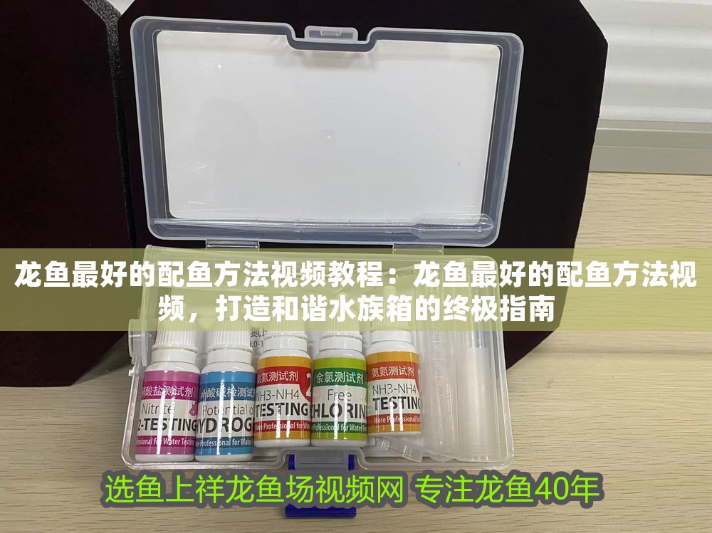龍魚(yú)最好的配魚(yú)方法視頻教程：龍魚(yú)最好的配魚(yú)方法視頻，打造和諧水族箱的終極指南
