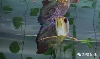 龍魚吃甲魚嗎會死嗎：龍魚吃甲魚會導致死亡嗎龍魚吃甲魚會死嗎會死嗎