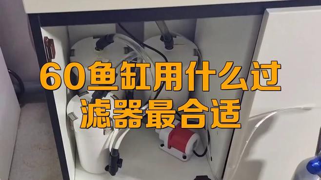 60公分的紅龍魚需要什么樣的過濾系統(tǒng)？