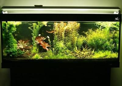 柜子能承受500斤的魚缸嗎？：家居風水與魚缸布局