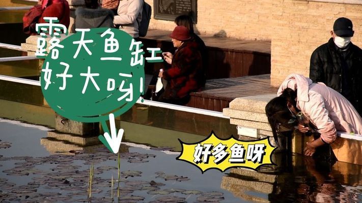 桓臺縣幾個賣魚缸的店子的位置信息：水族養護全指南：桓臺縣幾個賣魚缸的店子