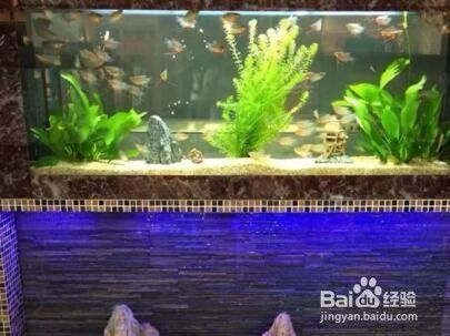 魚缸清潭怎么處理干凈：魚缸清潭的處理方法