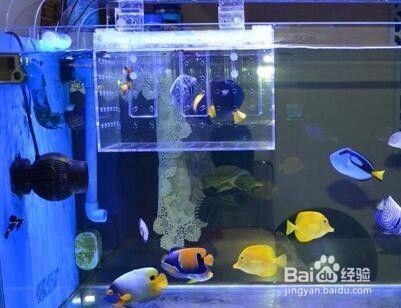 魚缸清潭怎么處理干凈：魚缸清潭的處理方法