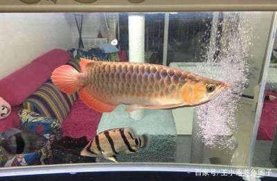 萬(wàn)吉龍魚多少錢一條：萬(wàn)吉龍魚價(jià)格信息：血紅龍?jiān)鴦?chuàng)下400萬(wàn)世界紀(jì)錄