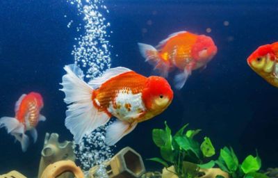 金龍魚的價格因其品種、大小、品相等因素而有所不同：金魚金龍魚多少錢一條