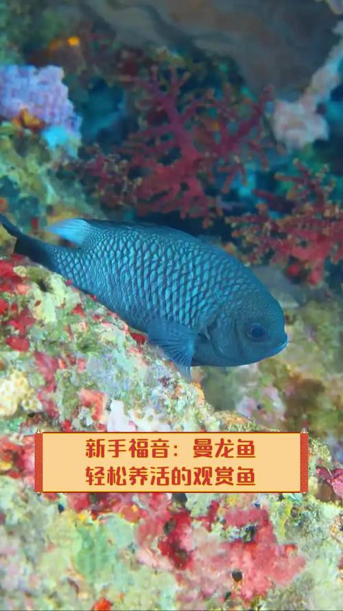 泰國龍魚圖片大全大圖