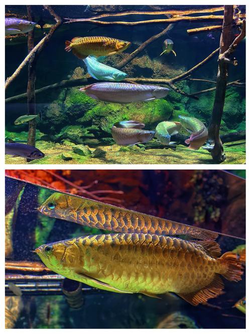 泰國龍魚圖片大全大圖