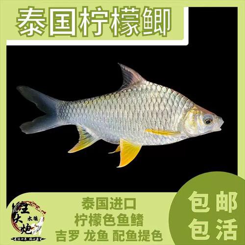 泰國龍魚圖片大全大圖