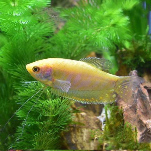 泰國龍魚圖片大全大圖