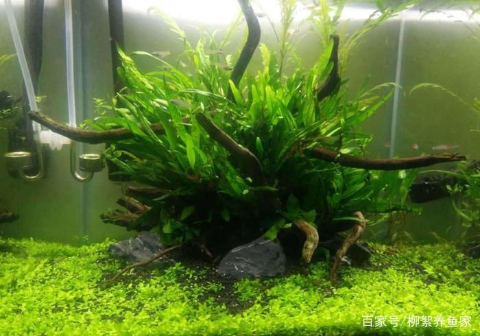魚缸水渾濁處理魚缸水渾濁的問題需要綜合考慮多個(gè)方面：如何處理剛買的魚缸水渾濁的問題
