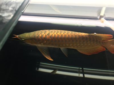 龍魚幾點到幾點開燈最好：龍魚開燈的最佳時間
