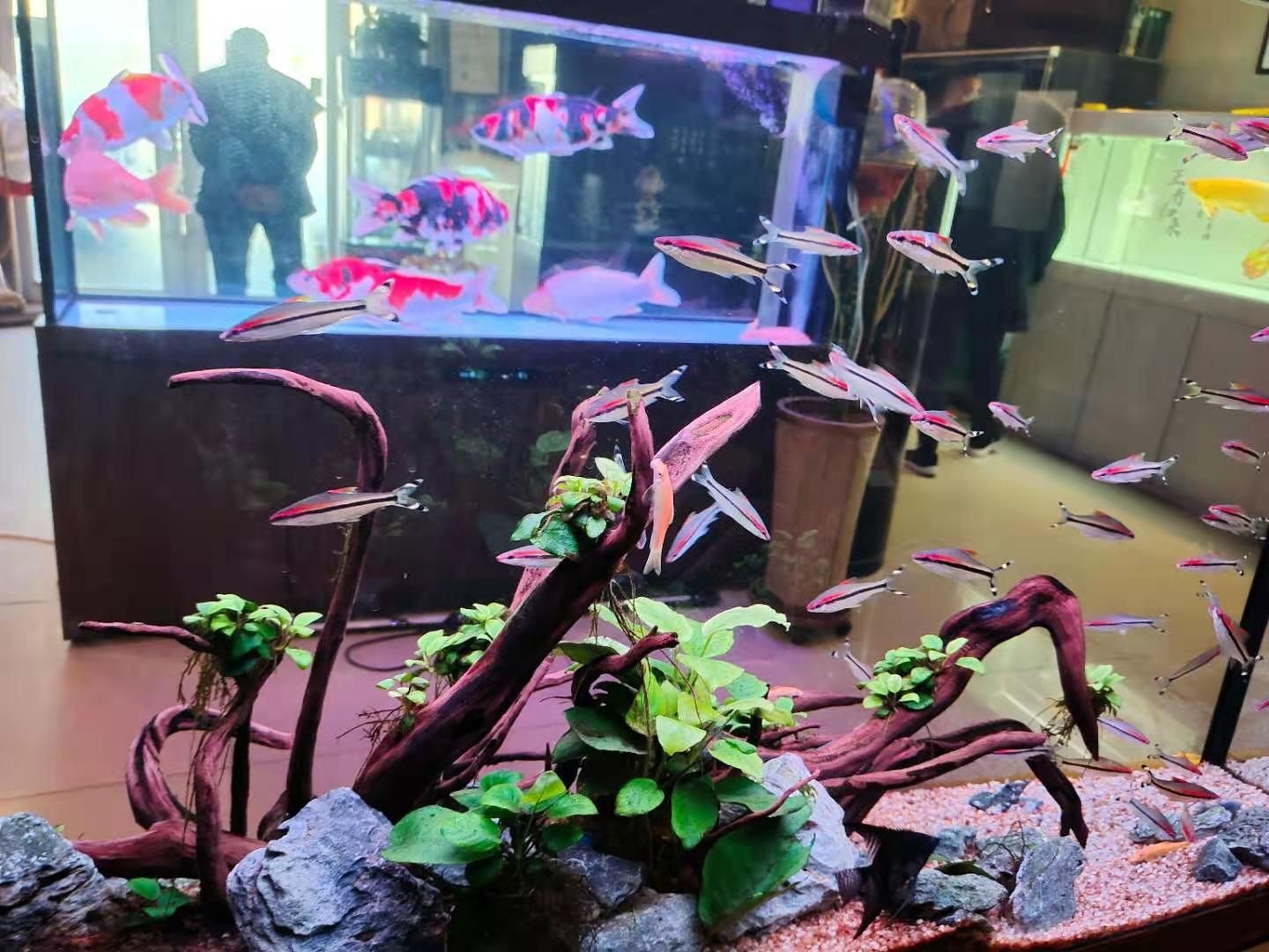 紅色魚(yú)缸燈會(huì)爆藻嗎為什么（關(guān)于魚(yú)缸爆藻的問(wèn)題）