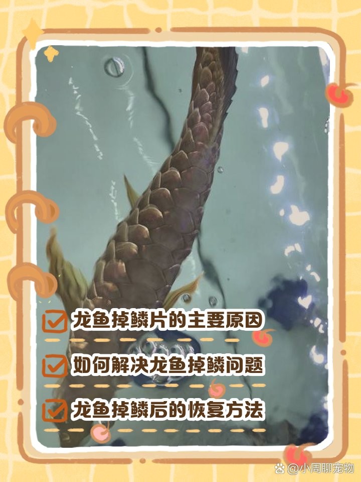 龍魚充血和物理刮傷有什么區別