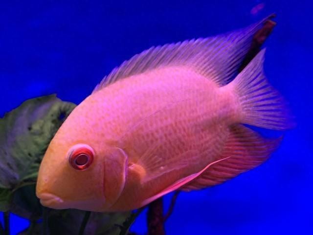 龍魚充血和物理刮傷有什么區別