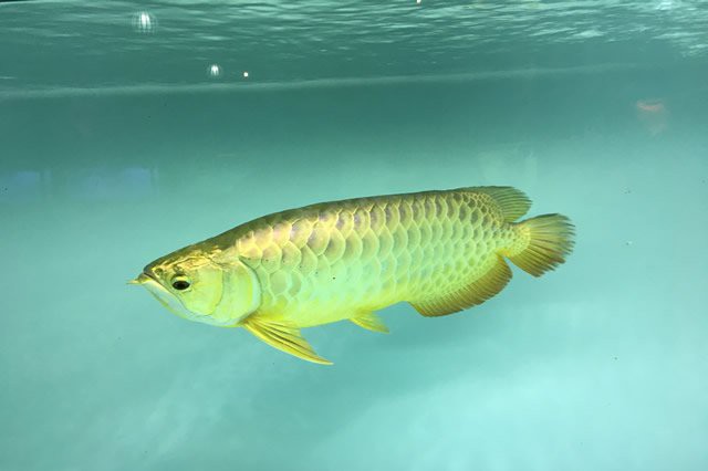 小龍魚 百科