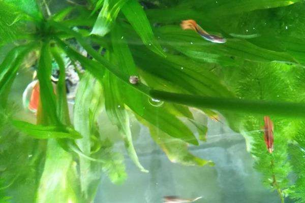 魚缸ml怎么算：“魚缸ml怎么算”的直接答案是魚缸容量的計(jì)算方法 魚缸ml怎么算：“魚缸ml怎么算”的直接答案是魚缸容量的計(jì)算方法 魚缸百科 第2張