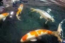 龍魚死亡的原因