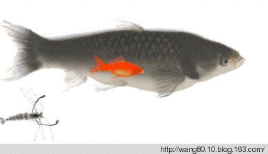 古典羅漢魚的養殖技術：古典羅漢魚養殖技巧古典羅漢魚的養殖技巧古典羅漢魚的養殖技巧