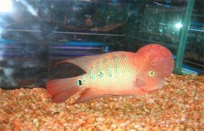 古典羅漢魚的養殖技術：古典羅漢魚養殖技巧古典羅漢魚的養殖技巧古典羅漢魚的養殖技巧