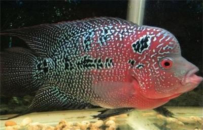 古典羅漢魚的養殖技術：古典羅漢魚養殖技巧古典羅漢魚的養殖技巧古典羅漢魚的養殖技巧