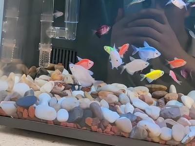小米魚缸過濾改造：小米魚缸過濾器改造方案