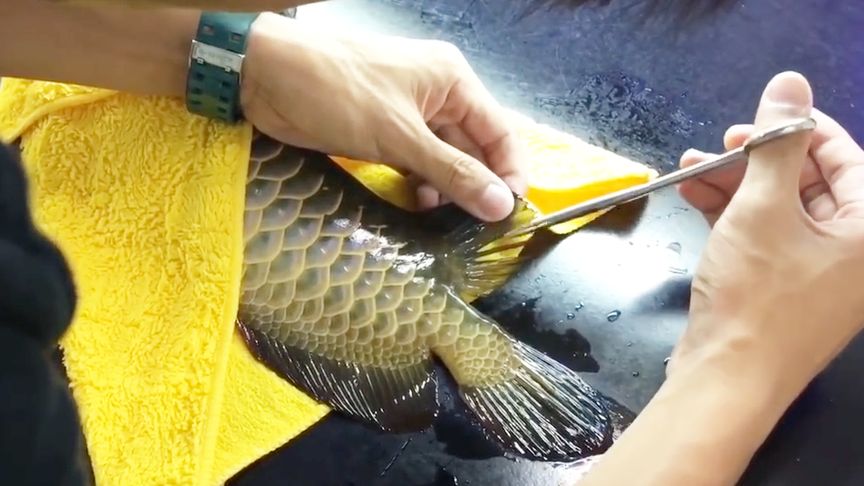 長(zhǎng)春水族館（長(zhǎng)春水族館游玩攻略）