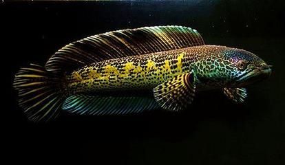 龍魚單養與混養的狀態比較（單養紅龍魚可以避免因不同魚類之間的領地爭斗而引起的問題）