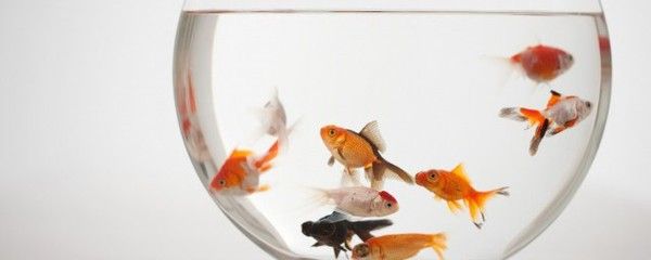 龍魚單養與混養的狀態比較（單養紅龍魚可以避免因不同魚類之間的領地爭斗而引起的問題）