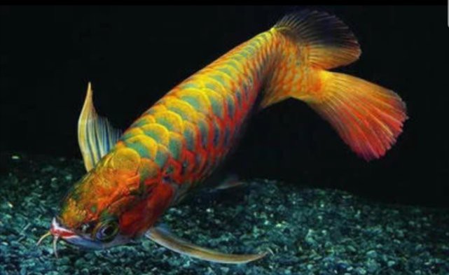 如何判斷古龍魚是否吃飽？